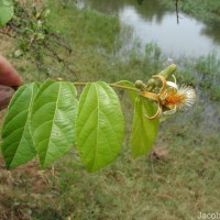 Grewia orientalis L.